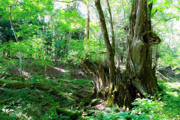 【阪神地区発】 涼を求めて!五感で味わう夏の納涼ミステリー 日帰り3
